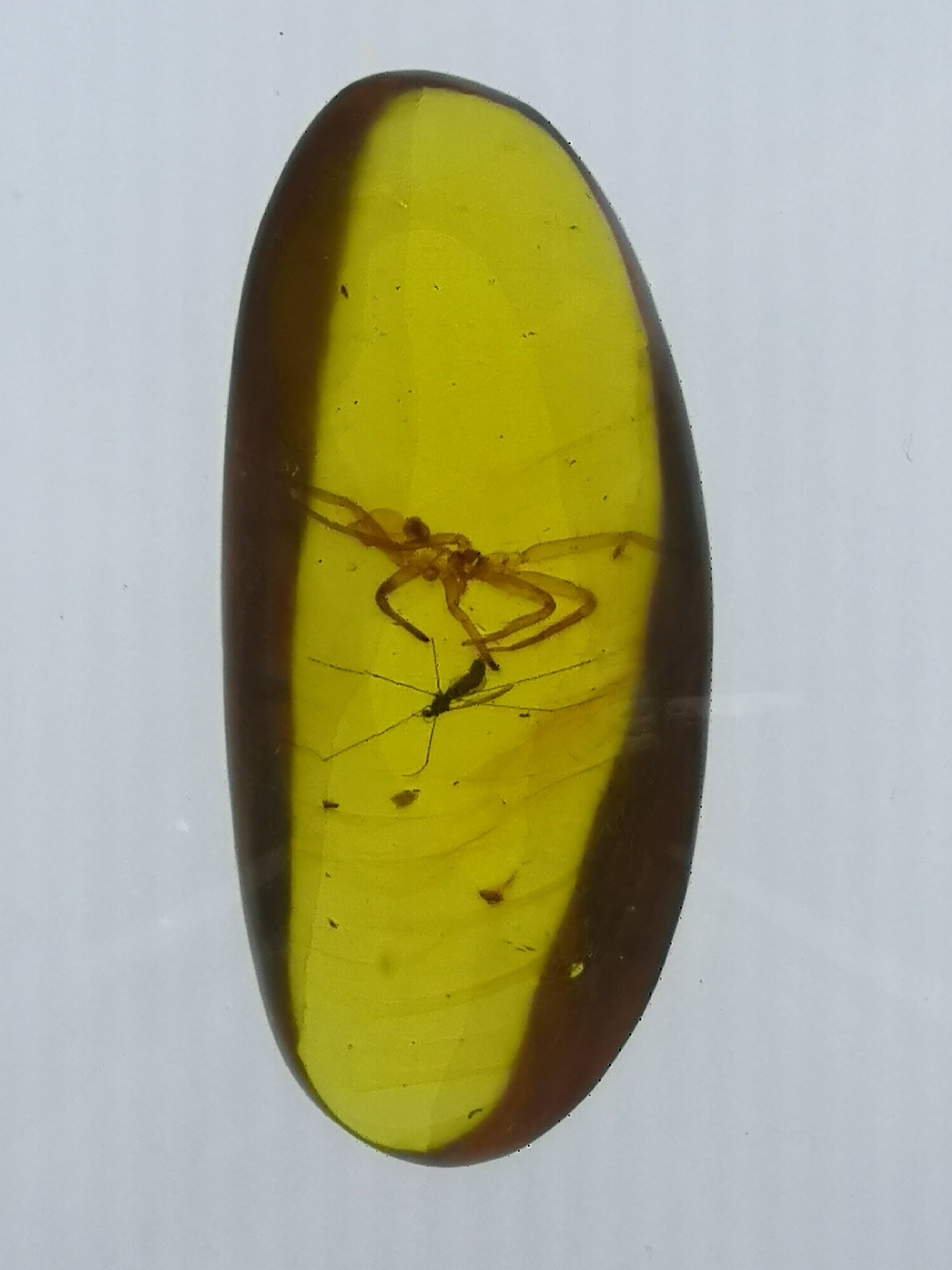 琥珀:地史的吉光片羽_缅甸