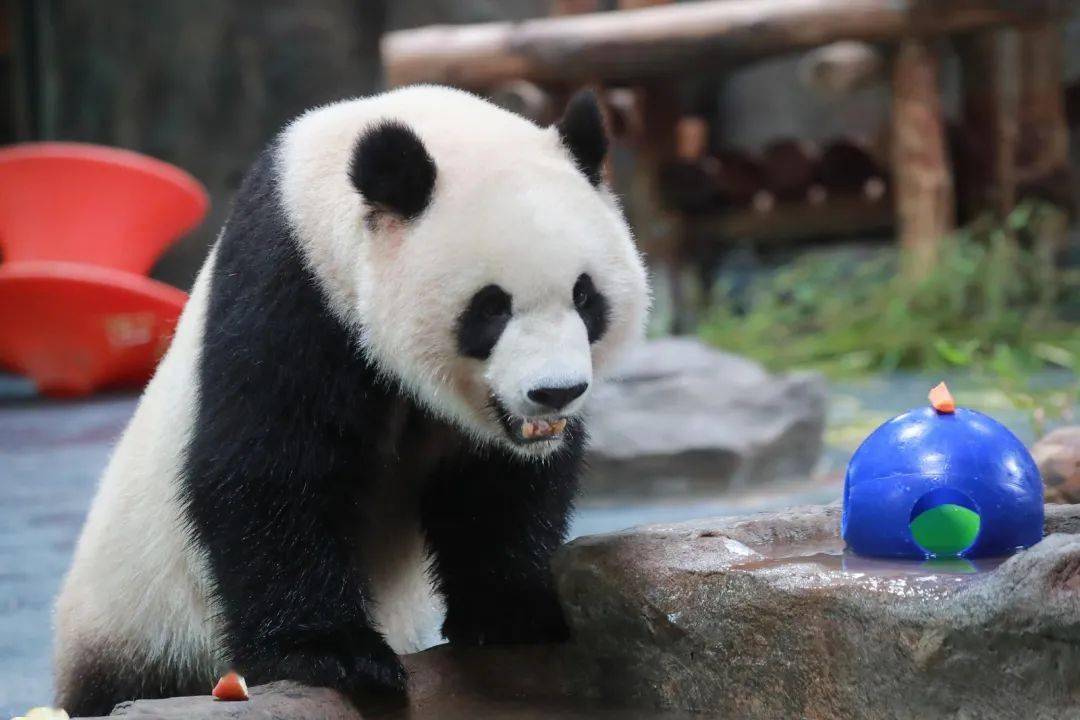 今日份的治愈分享一组叉腰熊的萌照