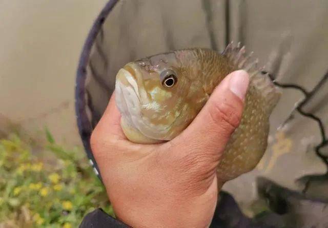 贵阳一河道发现"斑点鱼",钓鱼人:密密麻麻下钩就咬,第一次见_罗非