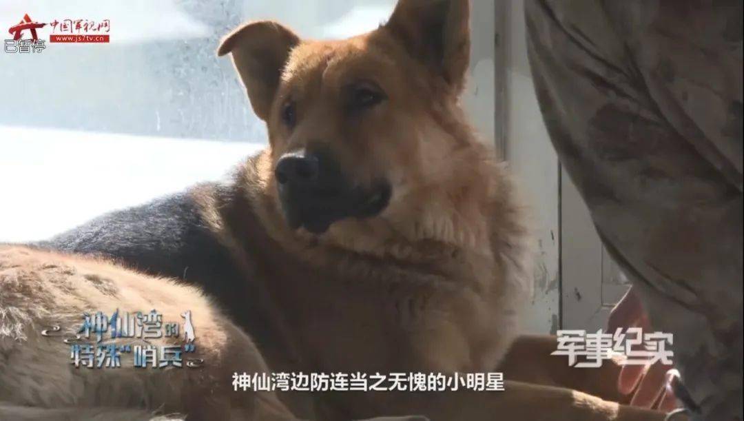 “哨兵”,你打瞌睡的事儿藏不住啦~