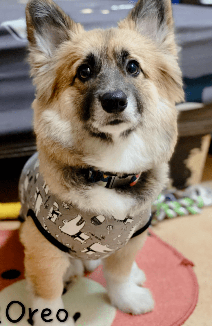 养了一只黑脸柯基可洗着洗着居然褪色了