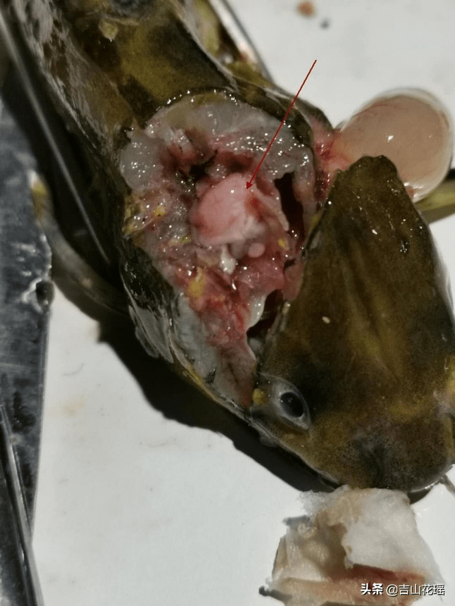 湖北局部塘口黄颡鱼暴发死亡病因分析及防治建议