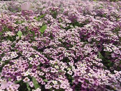 牵牛花五彩石竹孔雀草 哇哦 这里太美了 花草