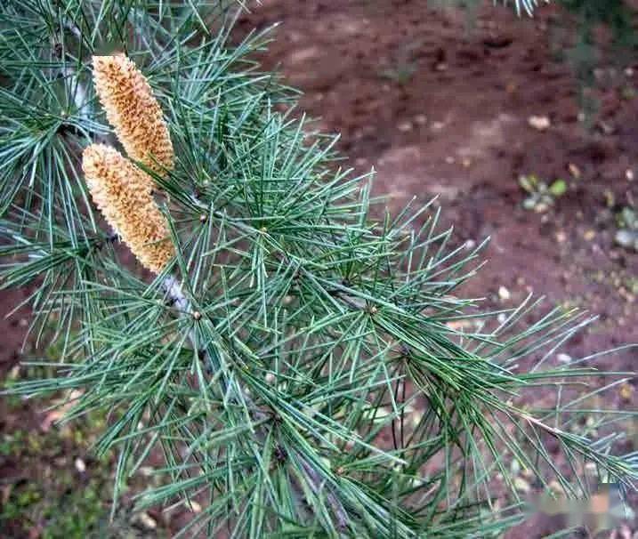 泰山木本植物科普 雪松 Cm