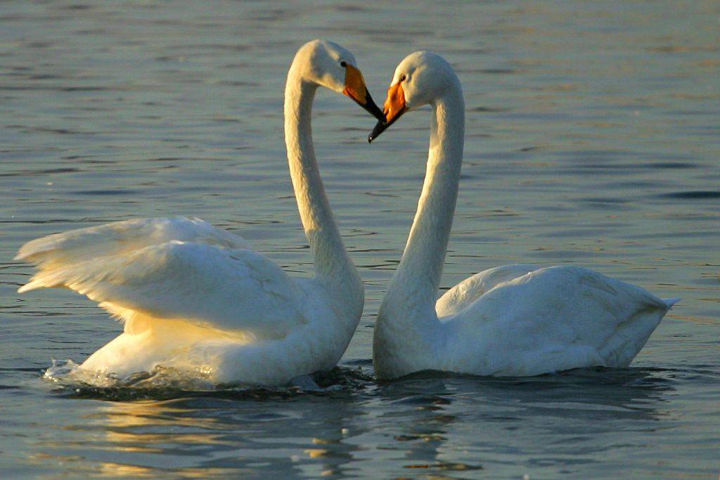 520"虐狗" 从小动物做起