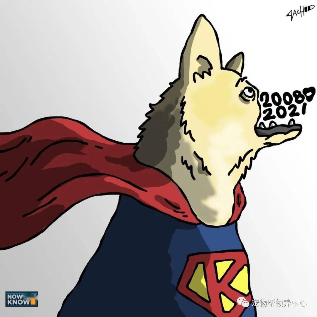 狗狗10年前为救主人,被车撞到失去半张脸,如今它离世引无数人哀悼惋惜