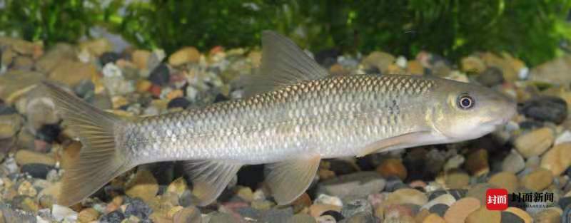 26年追鱼,他们这样数清四川的水中精灵_郭延蜀