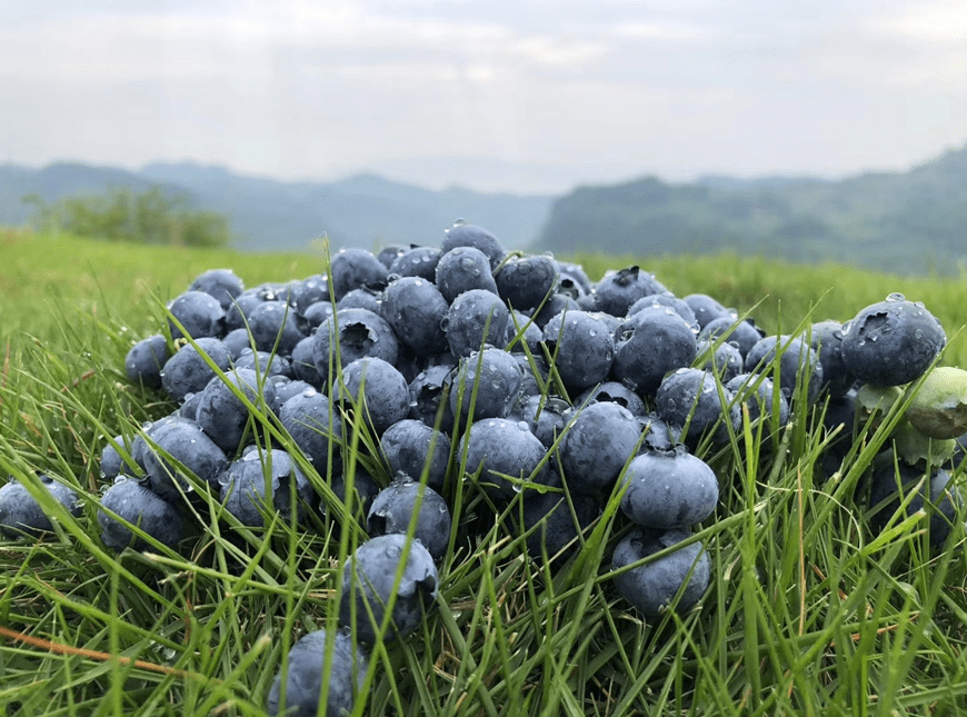 本周末到茨竹 赴一场夏日 蓝莓之约 印峡