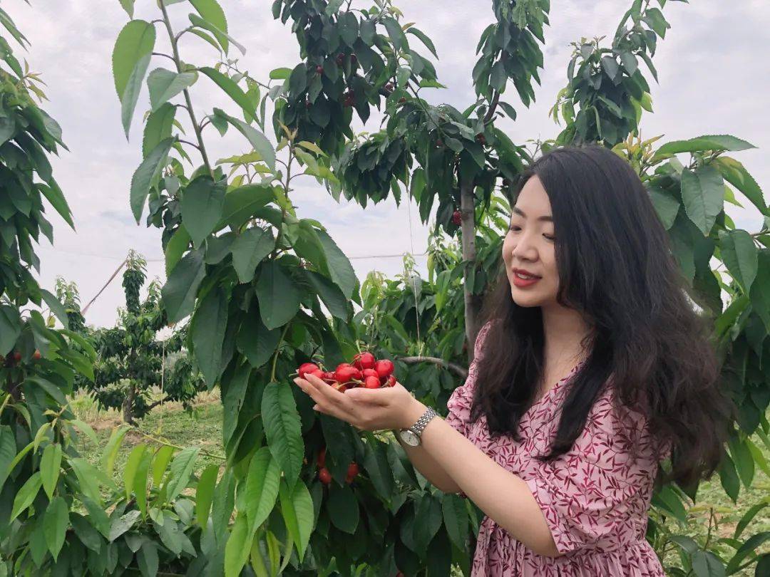 摘樱桃的乐趣你体会过吗你是不是已经开始想念樱桃的酸甜最近,你的