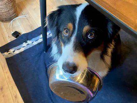 狗子饿了就会叼着碗找主人,眼神很坚定:可以开饭了吗?