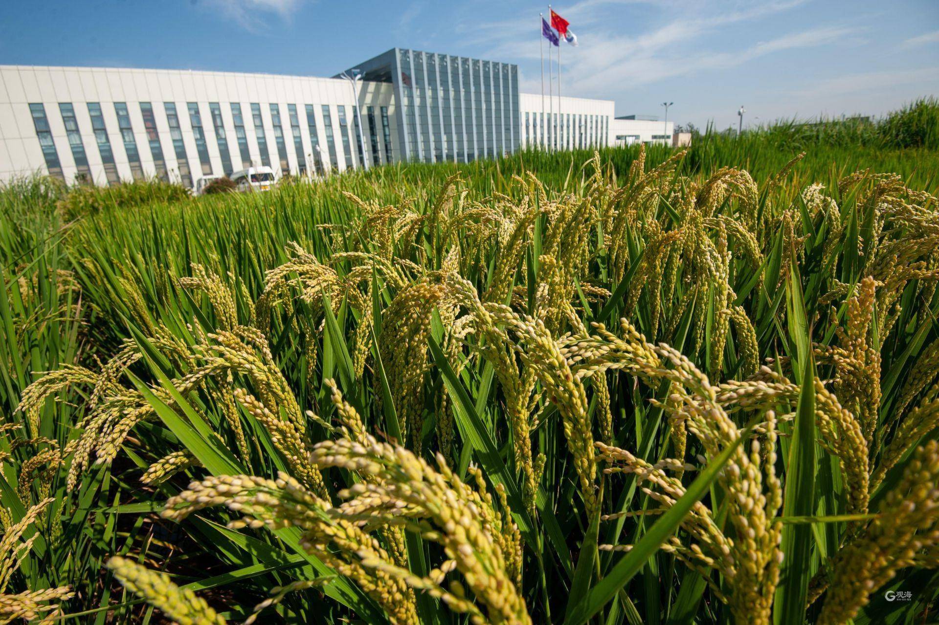 宋新华 摄2017年9月14日,艺术家们来到青岛海水稻研发中心,用画笔描绘