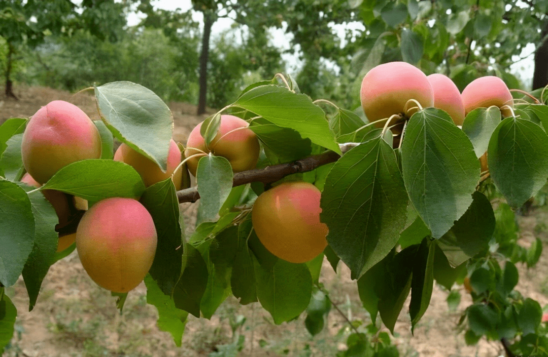 又是一年成熟季李家村有杏遇见你