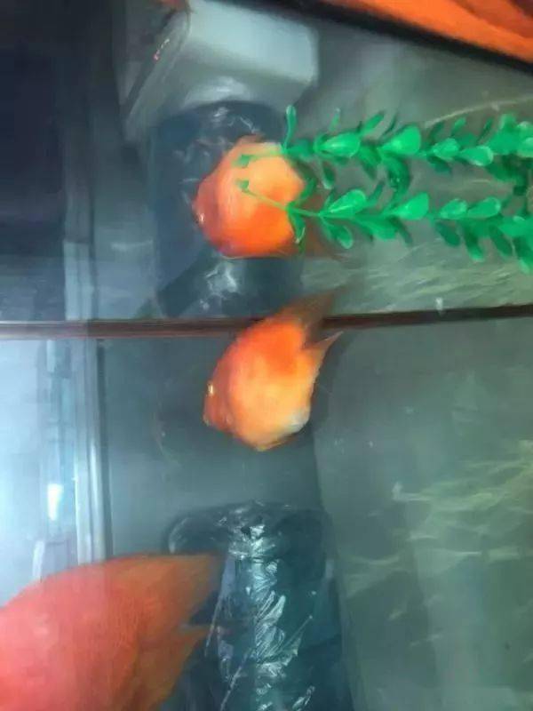 观赏鱼得了腹水炸鳞 教你几个防治小姿势 治疗
