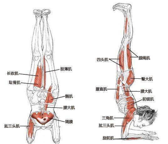 瑜伽曲谱_瑜伽卡通图片