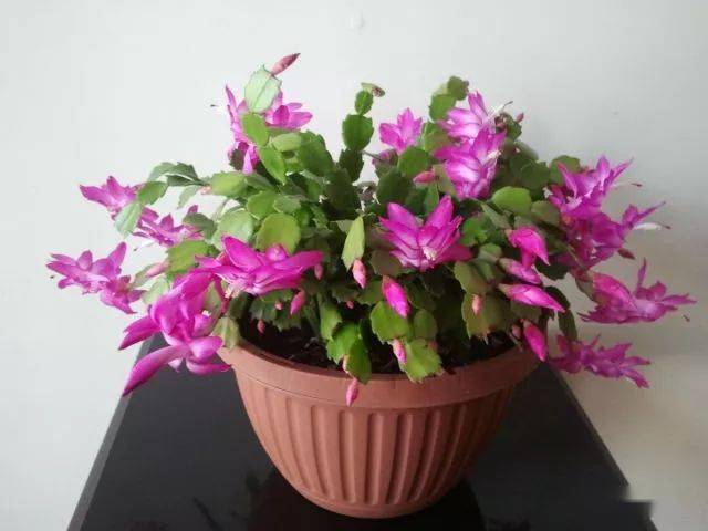 蟹爪兰怎么繁殖 26e1147bef9b42cd8a457ce55e9196e8.jpeg