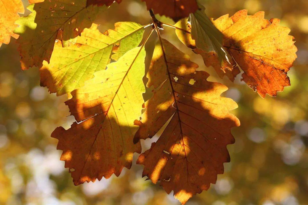 拍摄树木的曝光与用光12个技巧