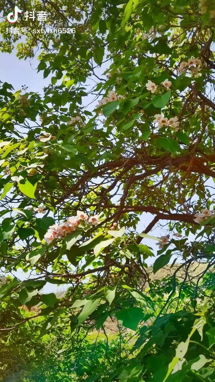 金丝楸我的花儿开了本地美好推荐官