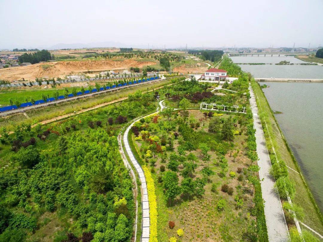 美味来袭日照这一大片蓝莓已成熟等你尝鲜