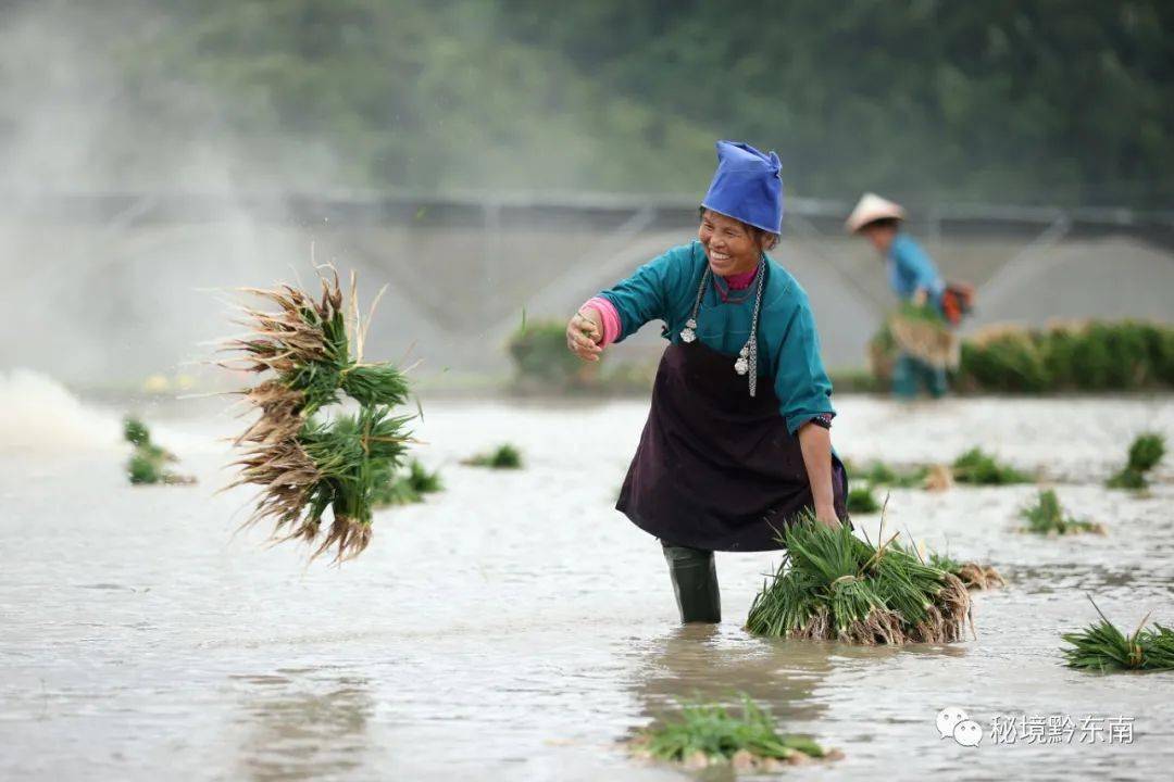 聚焦贵州丹寨苗寨初夏插秧忙农民丰收有保障