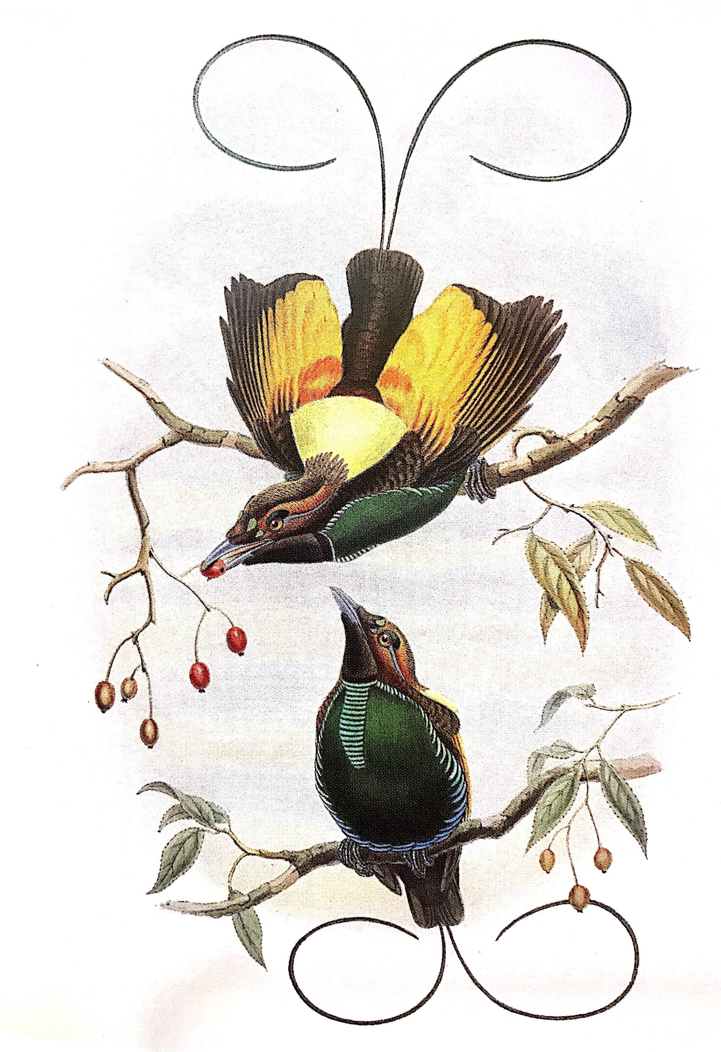 约翰·古尔德(john gould)绘制的红羽极乐鸟(天堂鸟,原图出自古尔德