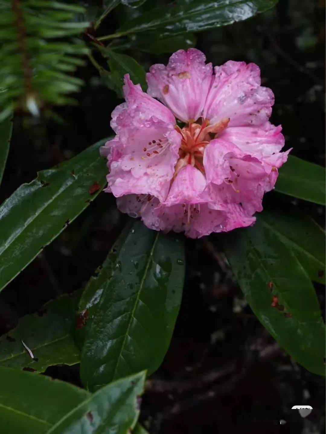 香格里拉的杜鹃花开了七大景区惊艳来袭还等什么