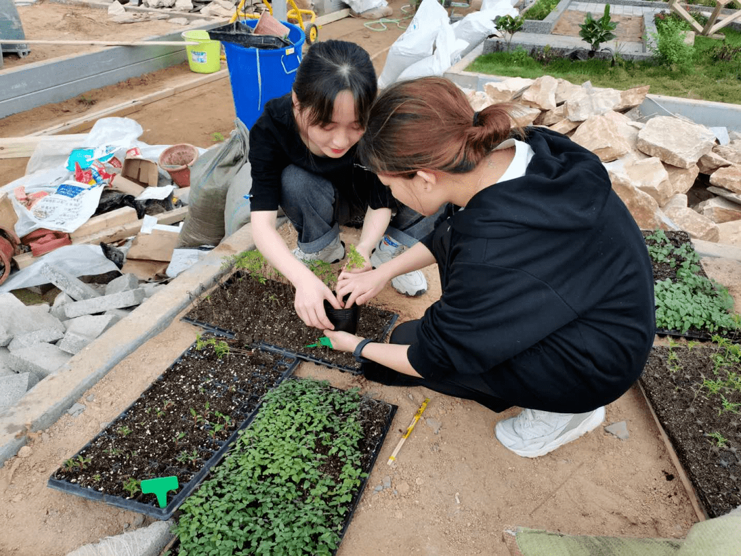 工匠日志园林景观设计之路草花移栽