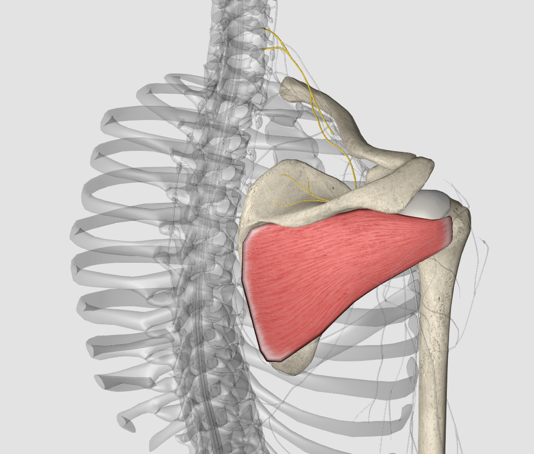 图58 肩关节-人体解剖组织学-医学