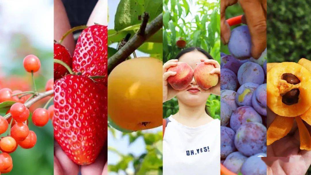 值得收藏安居全年水果采摘路线出炉