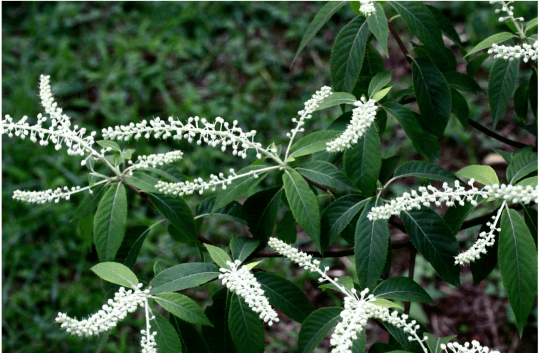 一泓或许多清流 |陈新_艾芜