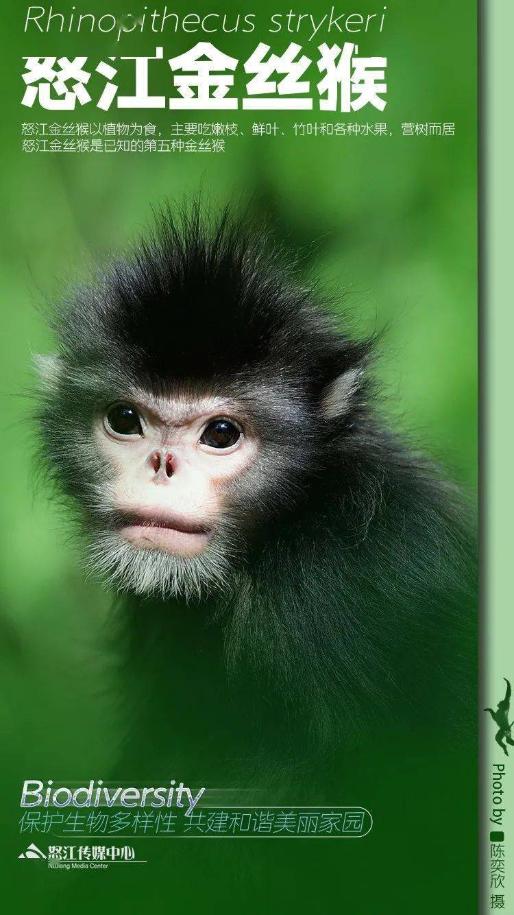 怒江生物多样性海报组图系列79_熊羽