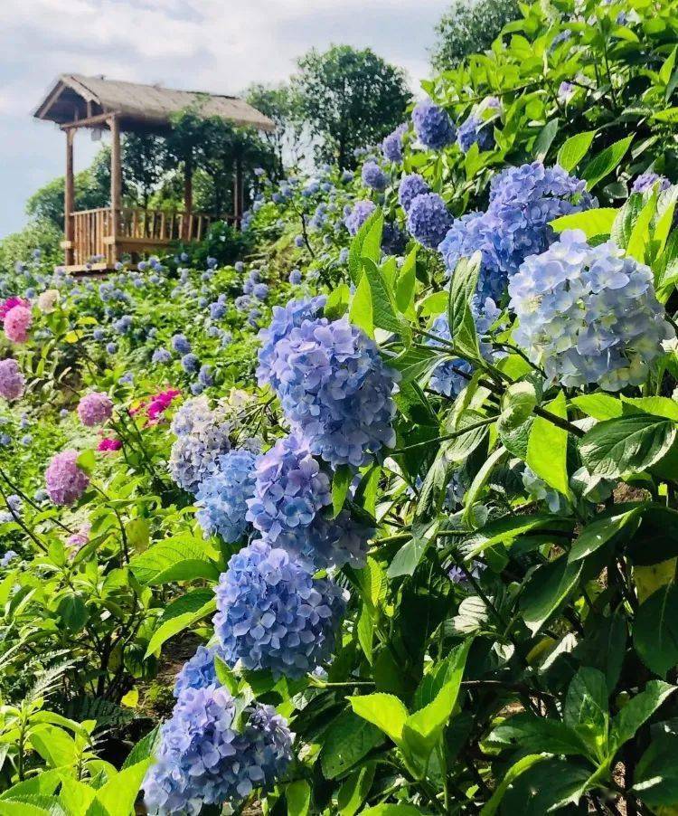 花开无尽夏 日本最美的紫阳花海在哪儿看 夏日