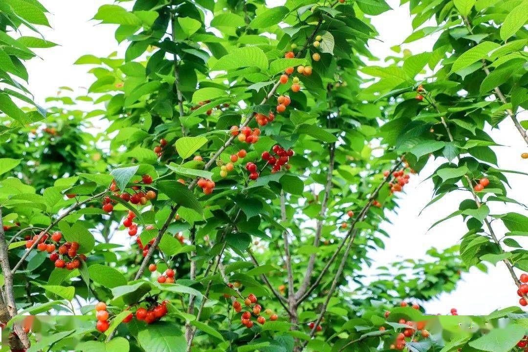 值得收藏安居全年水果采摘路线出炉