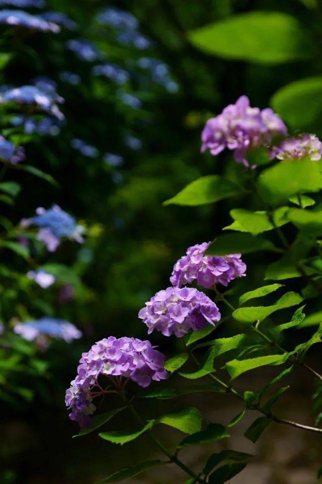 花开无尽夏 日本最美的紫阳花海在哪儿看 夏日