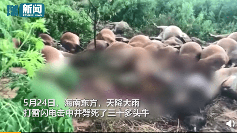 触目惊心 海南30多头牛被雷击中瞬间毙命 村民 损失至少30万 打雷