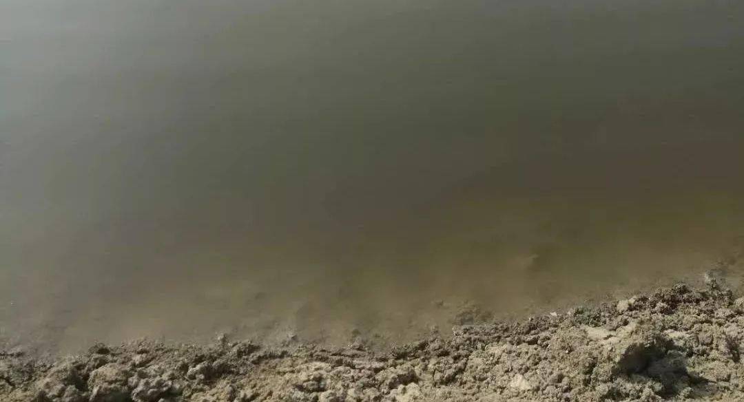 池塘黑水的原因及处理方法一瓶水教你鉴别三类黑水