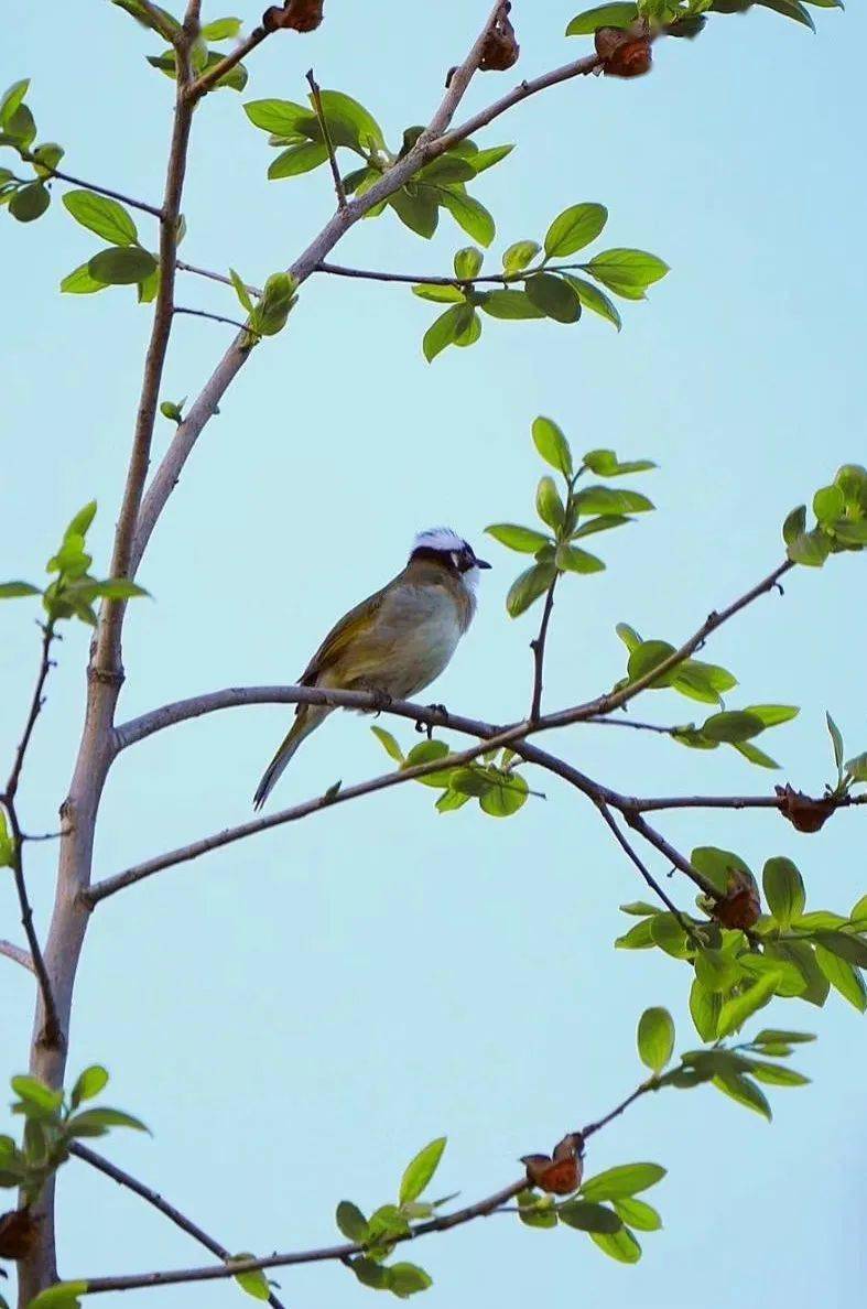 公益广告丨爱鸟护鸟 我的家训_鸟类