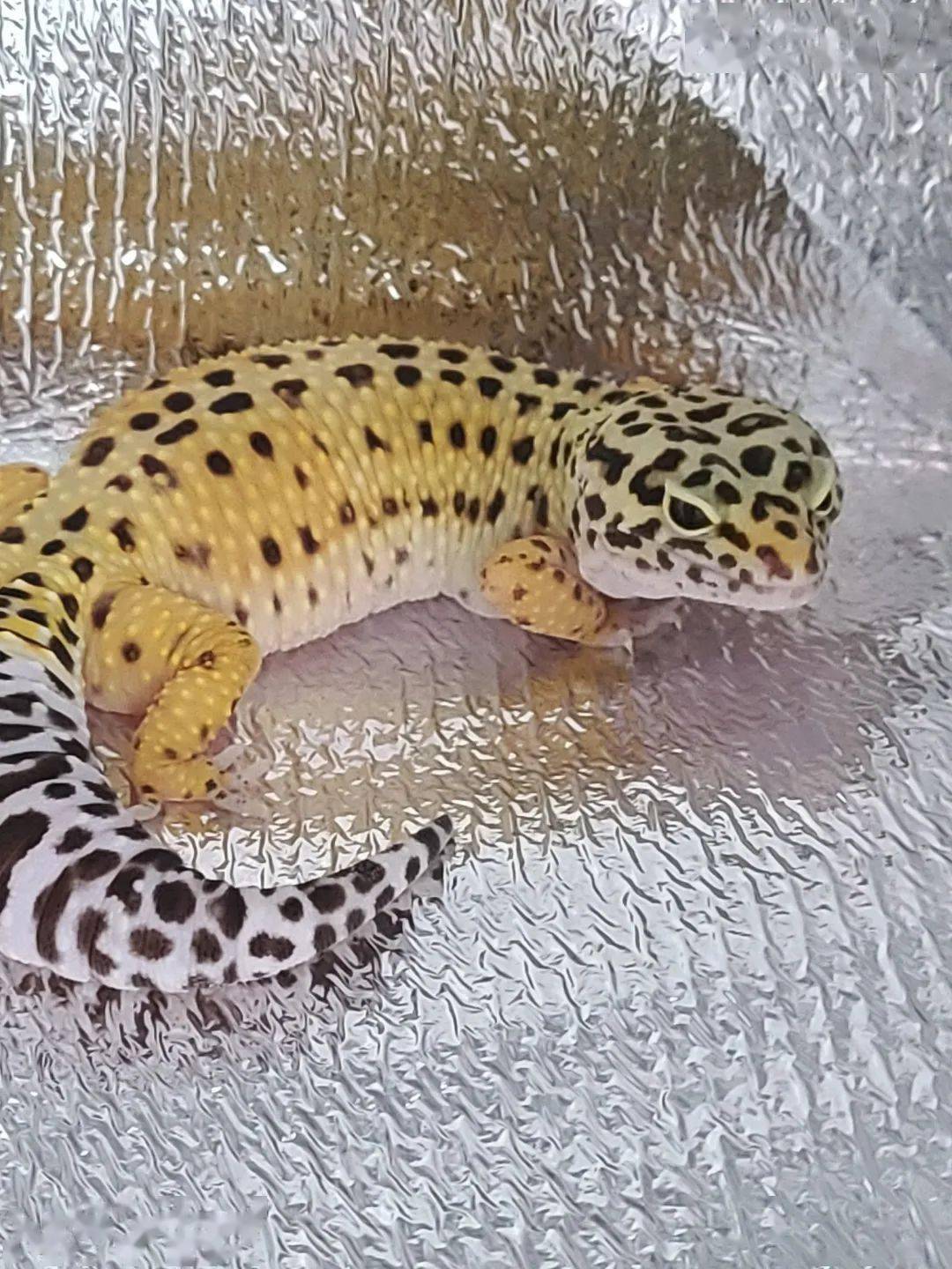 每次搬家我都带着一个神秘黑色小盒,里面是80只生死不明的蟑螂_杜比亚