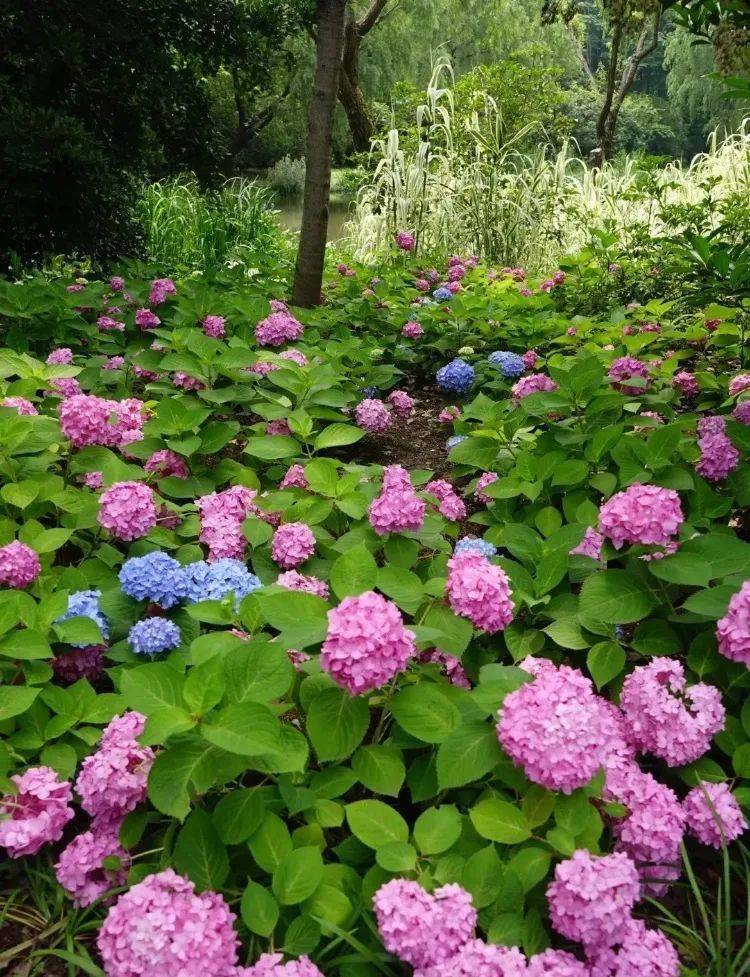 花开无尽夏 日本最美的紫阳花海在哪儿看 夏日