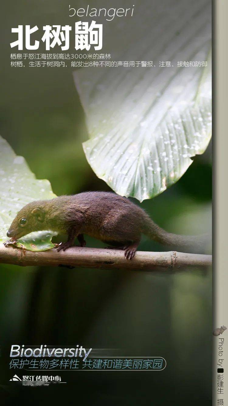 怒江生物多样性海报组图系列79_熊羽