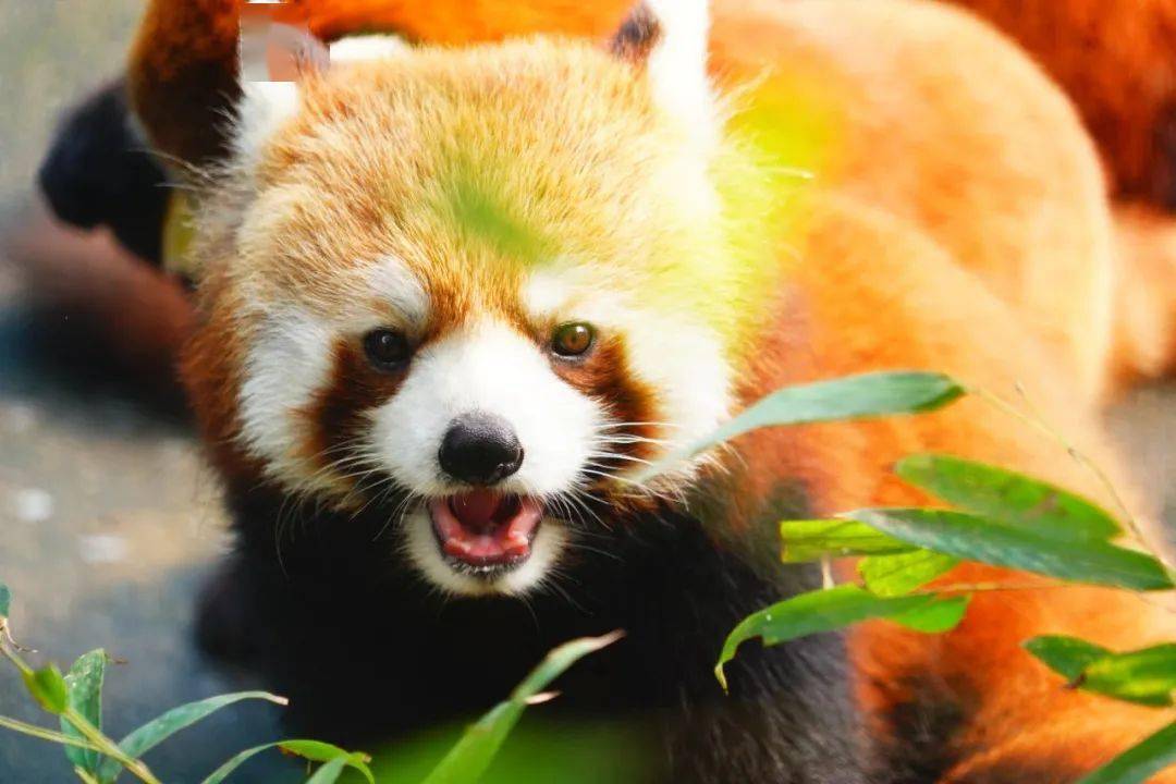 物外讲堂0202卖萌担当小熊猫欢喜坨与糯米鸡来啦