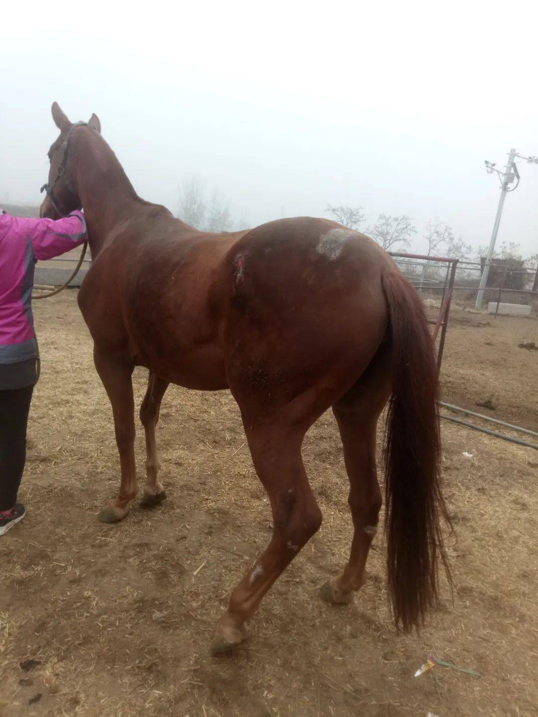 简析马匹跛行的原因