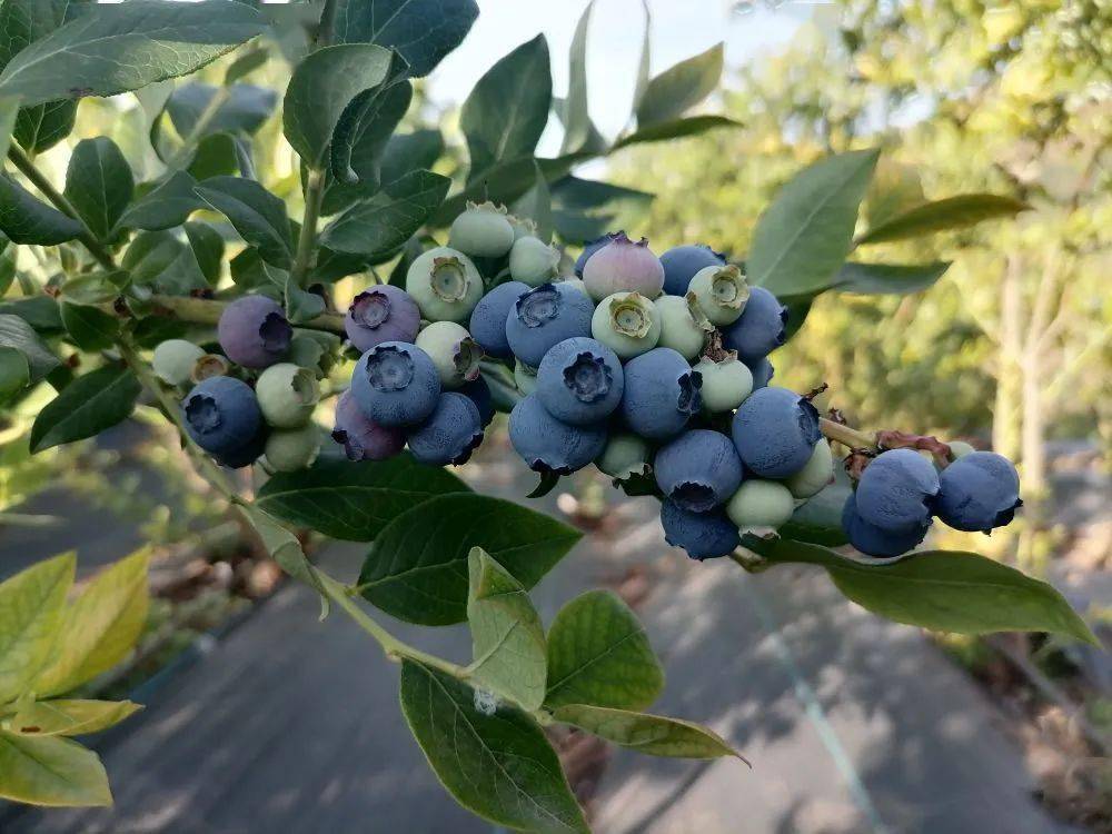 新华社关注昭通鲁甸:头茬蓝莓"抢鲜"上市