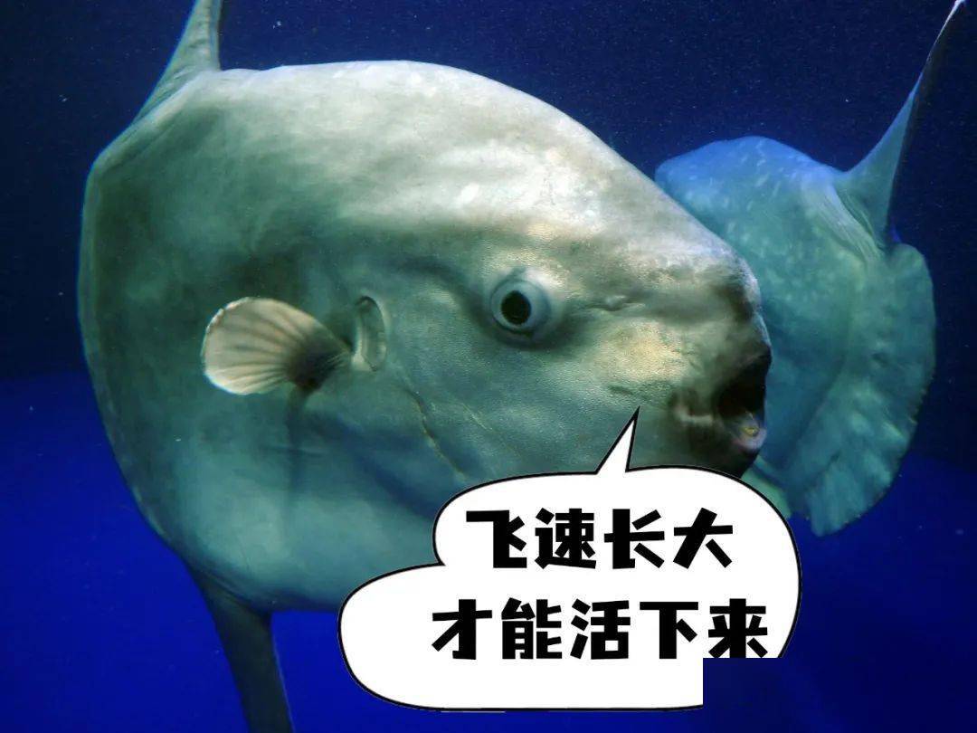 31af6ee12eb740a8b433f617aa273d55.jpeg
