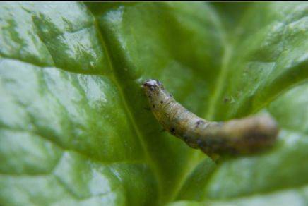 卖到400元斤这种常见的虫比禾虫还贵