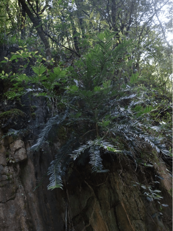 共建地球生命共同體|重慶陰條嶺發現植物