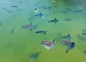 7a7e83dcc90a4857bc0a68604775554a.gif