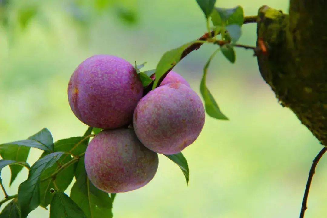 鲜红诱人的岭南果王三华李爽脆酸甜解暑一口气啃5个