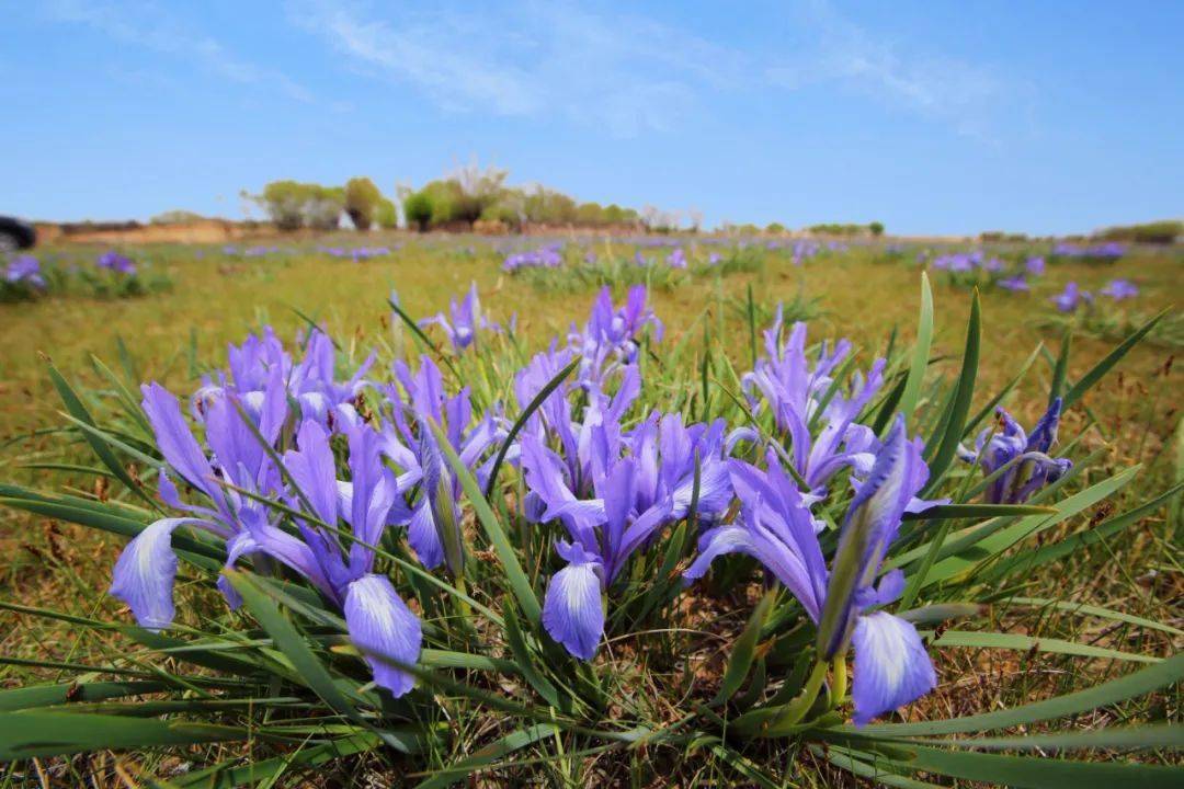 内蒙古 | 生物多样性保护主题摄影作品展