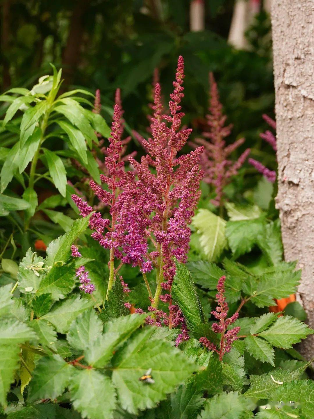 宿根花卉之美贝利得展区五月份景色上新