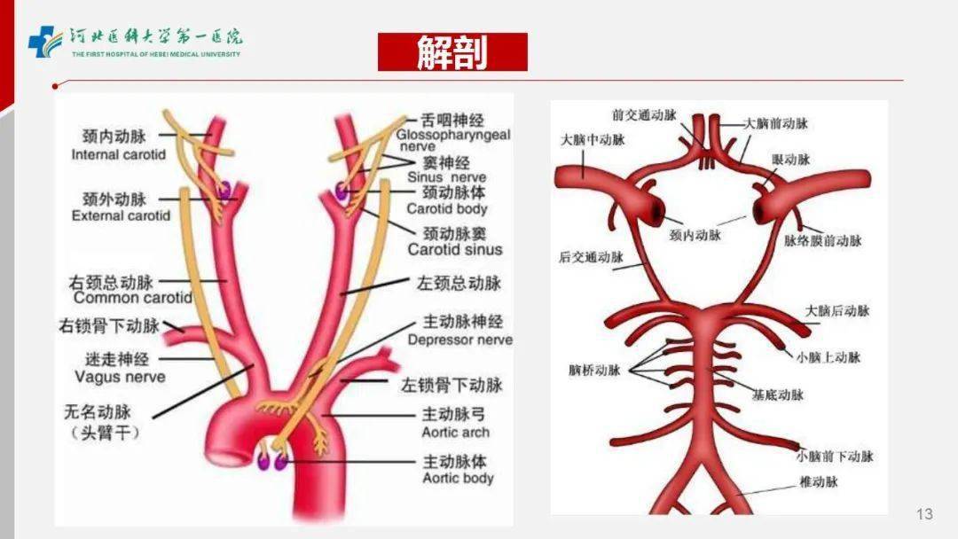 颈动脉鞘结构图图片